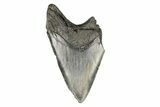 Partial Megalodon Tooth - South Carolina #193954-1